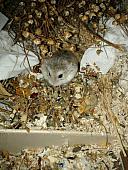 sonstiges hamster5 img0402