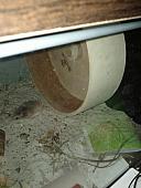 sonstiges hamster5 img0466