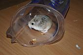 sonstiges hamster5 img0478