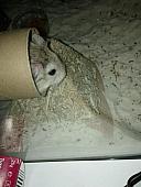 sonstiges hamster5 img0495