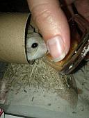 sonstiges hamster5 img0497