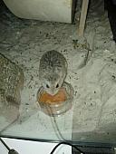 sonstiges hamster5 img0498