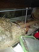 sonstiges hamster5 img0529