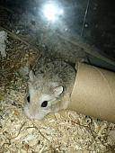 sonstiges hamster5 img0531