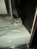 sonstiges hamster5 img0533