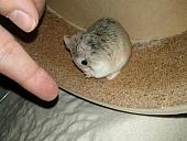 sonstiges hamster5 img0535