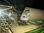 sonstiges hamster5 img0546