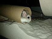 sonstiges hamster5 img0548