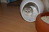 sonstiges hamster5 img0551