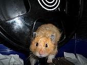 hamster 2013 img0220