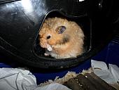 hamster 2013 img0221