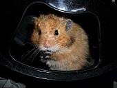 hamster 2013 img0222