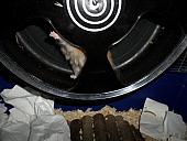 hamster 2013 img0224