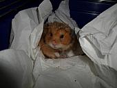 hamster 2013 img0228