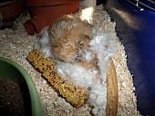 hamster 2013 img0231