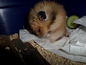 hamster 2013 img0232