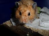 hamster 2013 img0233