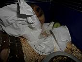 hamster 2013 img0235