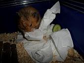 hamster 2013 img0237