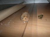 hamster 2013 img0259