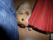 hamster 2013 img0262