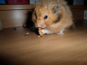 hamster 2013 img0264