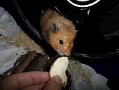 hamster 2013 img0265