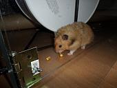 hamster 2013 img0272