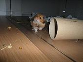 hamster 2013 img0273