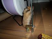 hamster 2013 img0282