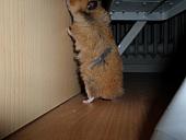 hamster 2013x2 img0001