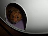 hamster 2013x2 img0012