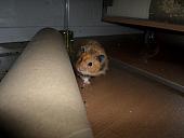 hamster 2013x2 img0015