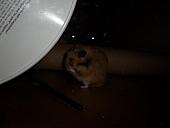 hamster 2013x2 img0016