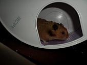 hamster 2013x2 img0022