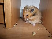 hamster 2013x2 img0026