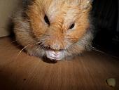 hamster 2013x2 img0029