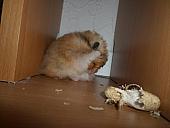 hamster 2013x2 img0030