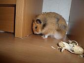 hamster 2013x2 img0031