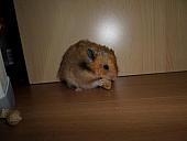 hamster 2013x2 img0048