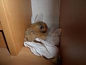 hamster 2013x2 img0049