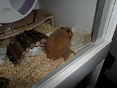 hamster 2013x2 img0124