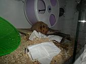 hamster 2013x2 img0127