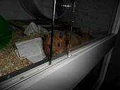 hamster 2013x2 img0128