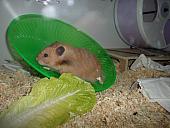 hamster 2013x2 img0131