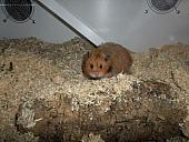 hamster 2013x2 img0141