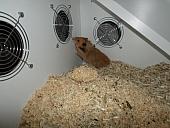 hamster 2013x2 img0142