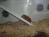 hamster 2013x2 img0148