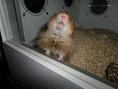 hamster 2013x2 img0167