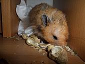 hamster 2013x2 img0174